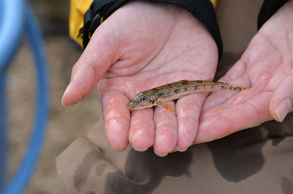 武庫川で捕獲したカマツカ
